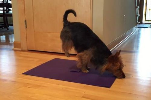 Chú chó tự tập Yoga gây 'sốt' mạng xã hội
