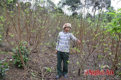 Chuyện cây đào đá ở Yên Thành
