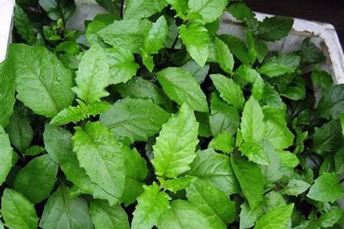 Rau bầu đất chữa viêm họng, thấp khớp