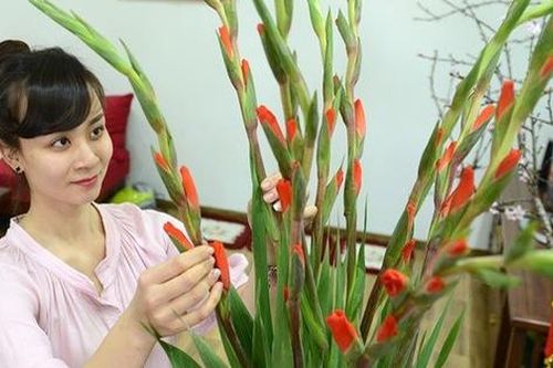 Những loại hoa Tết bạn nên mua để mang lại may mắn, tài lộc cả năm