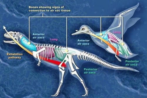Những lầm tưởng về khủng long ai cũng mắc (2)