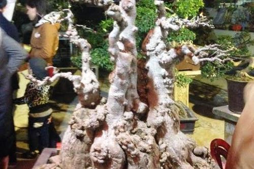 Cây mai đắt nhất chợ Viềng: Chỉ ngắm không mua