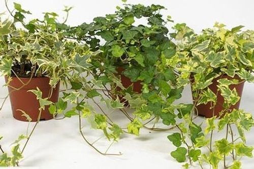 6 loại cây cảnh vừa đem lại may mắn, vừa tốt cho sức khỏe