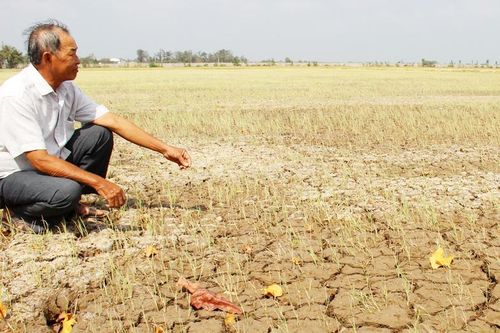 Nông dân miền Tây khóc trên cánh đồng nứt toác