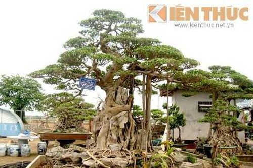 Mãn nhãn ngắm vườn cây cảnh tiền tỷ của đại gia Việt