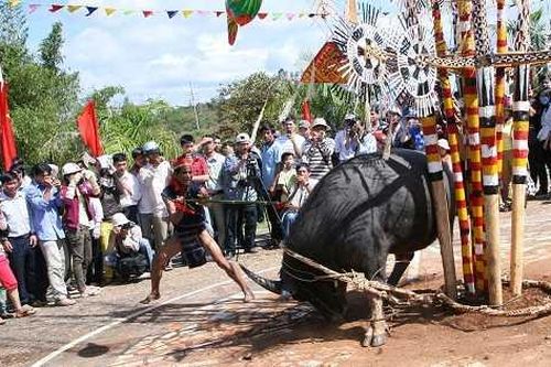 Sẽ quây bạt đâm trâu tại lễ hội truyền thống ở Đắk Lắk