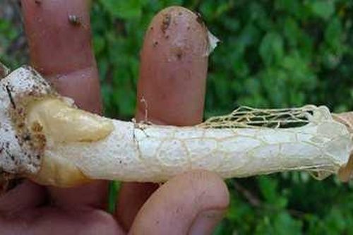 Phát hiện loại nấm 'thần thánh' chỉ ngửi cũng đạt cực khoái