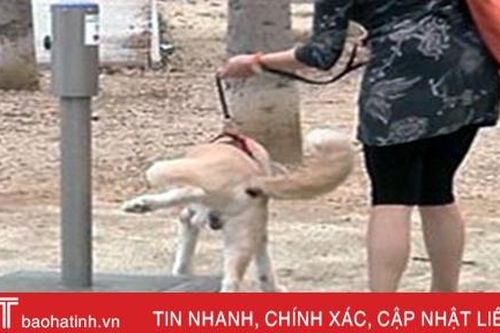 Đã nuôi chó, phải biết tôn trọng hàng xóm!