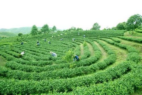 Chè Tam Đường hướng tới thị trường Nhật Bản