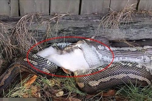 Nổi gai ốc cảnh mèo cưng thành món ăn sáng cho trăn 'khủng'