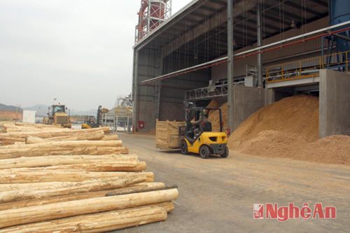 Chế biến gỗ và mối lo nguồn nguyên liệu