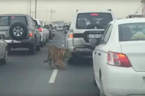 Rùng mình cảnh con hổ đi lang thang trên đường cao tốc