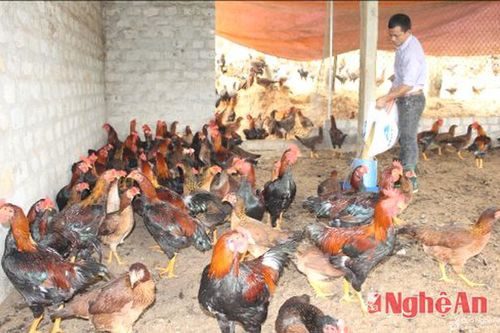 Mô hình nuôi gà lai chọi ở Nghệ An lãi ròng 300 triệu đồng/năm