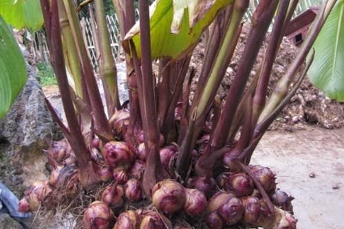 Củ riềng làm thuốc