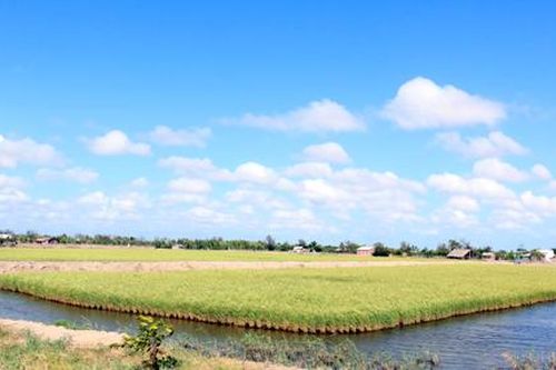 Nông dân Bến Tre làm 'lúa sạch'
