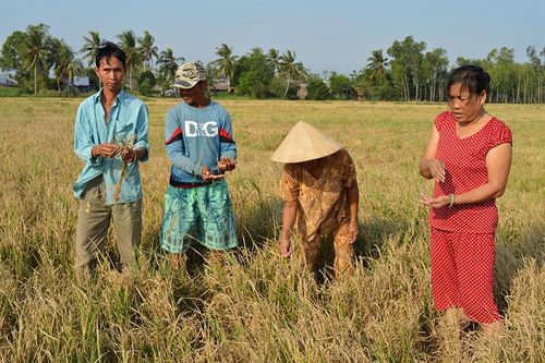 Kiên Giang: Đắp đập ngăn sông để chống xâm nhập mặn