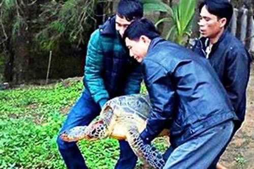 Phát hiện rùa quý hiếm lạc vào đầm Cầu Hai