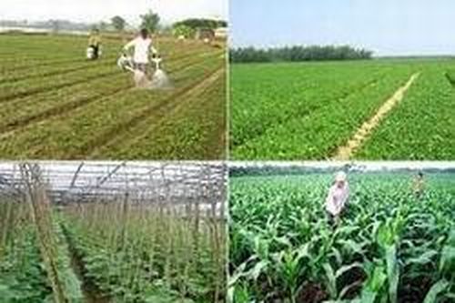 Chuyển đổi cơ cấu cây trồng ứng phó với hạn hán