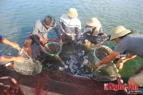 Phát triển bền vững kinh tế thủy sản