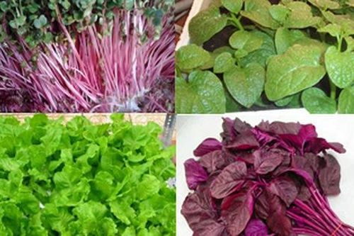 Tự trồng 5 loại rau mùa hè vừa dễ vừa mau thu hoạch