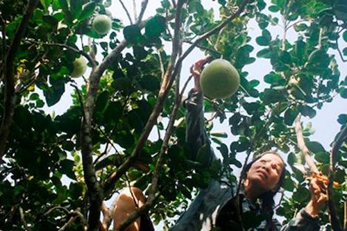 Bưởi trúng giá, nhà vườn lao đao mất mùa vì hạn mặn