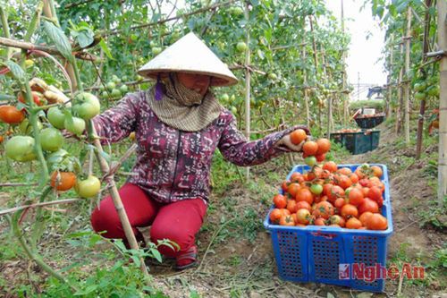 Thu 200 triệu đồng/ha từ trồng cà chua Thái Lan