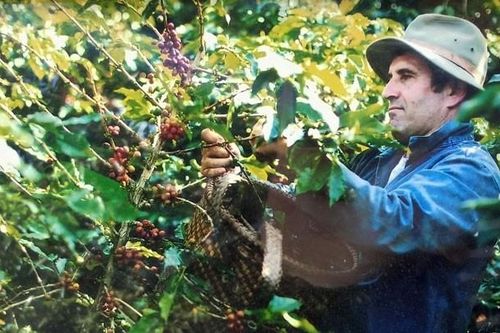Bỏ Pháp về Lâm Đồng trồng cà phê
