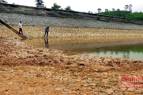 Yên Thành hơn 1.000 ha cây trồng mất mùa do hạn hán