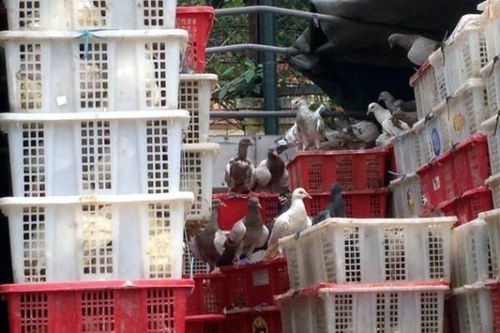 Hơn 4.000 con chim bồ câu 'siêu rẻ' của Trung Quốc thẩm lậu vào Hà Nội