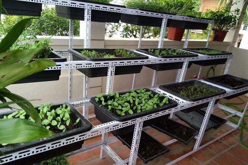 Tuyệt chiêu 1 triệu đồng để có vườn rau sạch tại nhà
