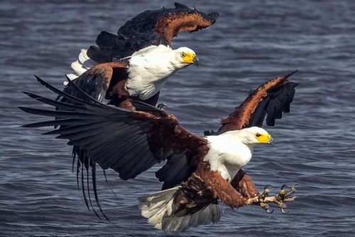 Màn tranh mồi đầy kịch tính của hai con chim đại bàng biển