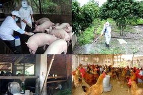 Thành lập BCĐ phòng, chống dịch bệnh động vật các cấp