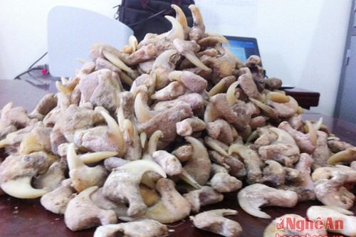 Nghệ An: Bắt giữ 680 móng vuốt hổ ở Diễn Châu