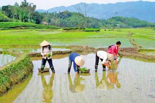 Khó nhân rộng mô hình nông nghiệp cận đô thị