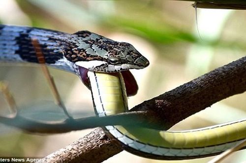 Sự thật nghe 'sởn da gà' về loài rắn