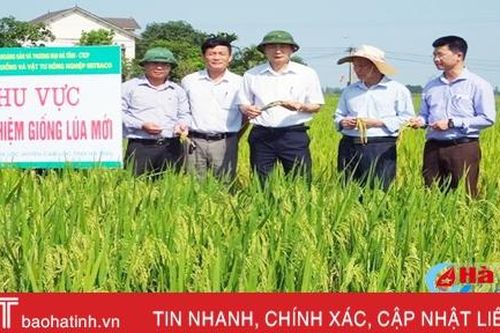 Tiếp tục mở rộng sản xuất thử giống lúa BT 09