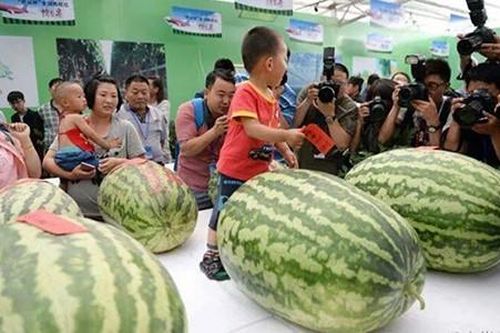 Choáng váng những quả dưa hấu khổng lồ, tới 80kg