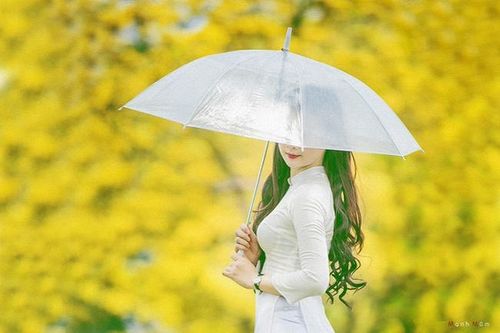 Tháng Sáu đẹp nao lòng mùa hoa điệp phủ vàng góc phố