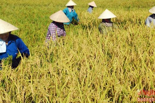 Niềm vui mùa vàng bội thu
