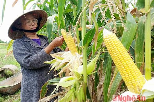 Ngô lai chăn nuôi ở Nghi Lộc thu trên 40 tỷ đồng/vụ