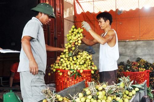 Vải lai Hưng Yên chín sớm tăng gấp đôi giá trị