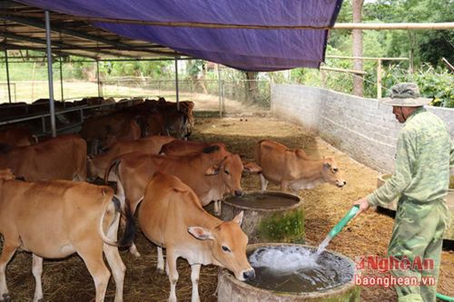 Thu hơn 1 tỷ mỗi năm từ nuôi bò vỗ béo
