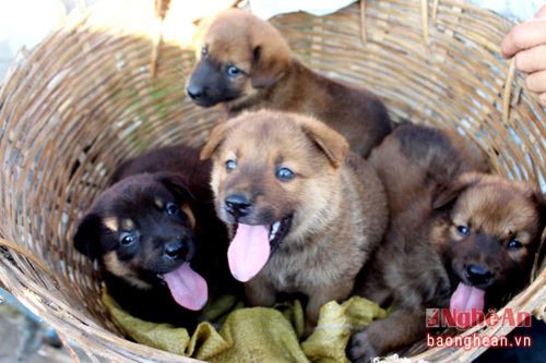 Thích thú đến chợ chó con ở Nghệ An
