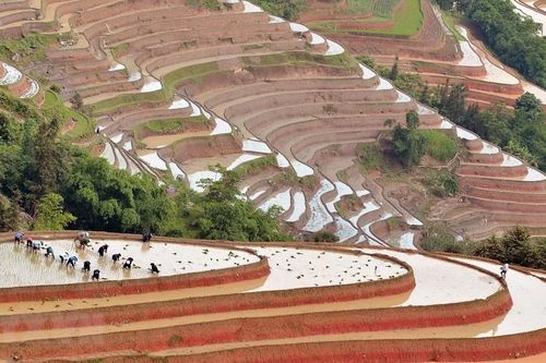 Ruộng bậc thang Hoàng Su Phi vào mùa đổ nước