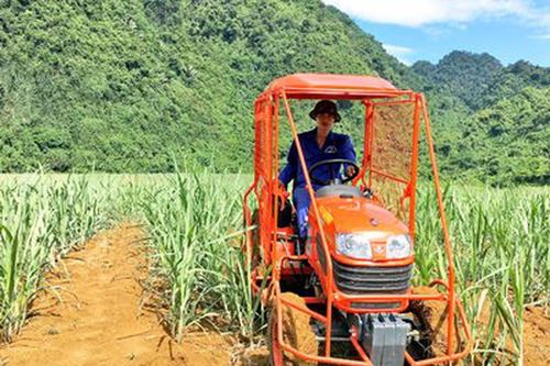 Lợi thế mới cho cây mía ở Anh Sơn