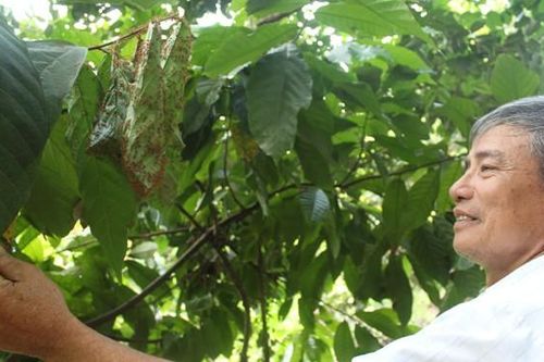 Nuôi kiến để... thay thuốc trừ sâu