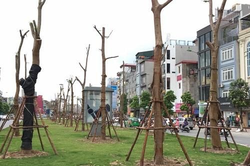 Hà Nội sẽ rợp bóng hoa phượng đỏ trên nhiều tuyến phố