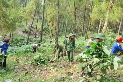 Mức xử phạt vi phạm quy định về chi trả dịch vụ môi trường rừng
