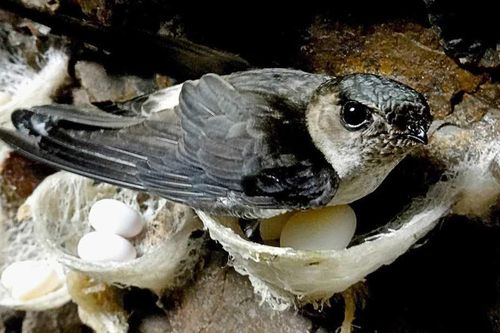 Kỳ lạ hàng ngàn chim yến đổ dồn về Sầm Sơn