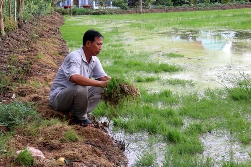 Cuộc 'tranh hùng' giữa con tôm và cây lúa ở Kiên Giang